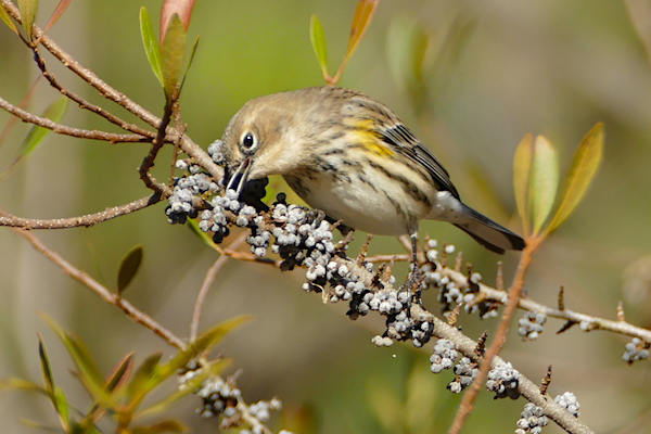 Bird eats fruit on trees